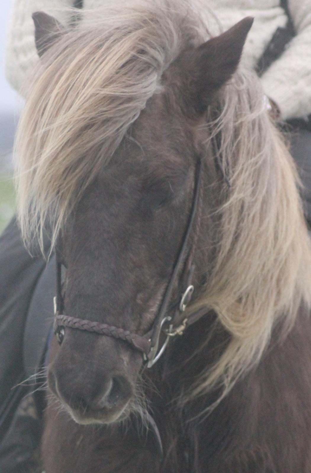 Islænder Jessi (Isle) billede 35