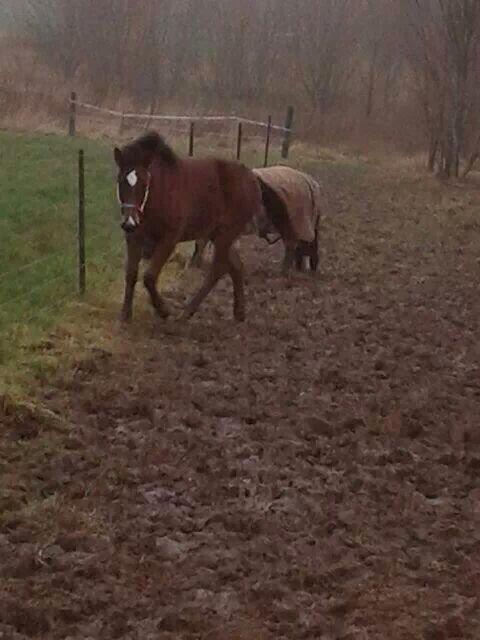 Anden særlig race Spyro billede 12