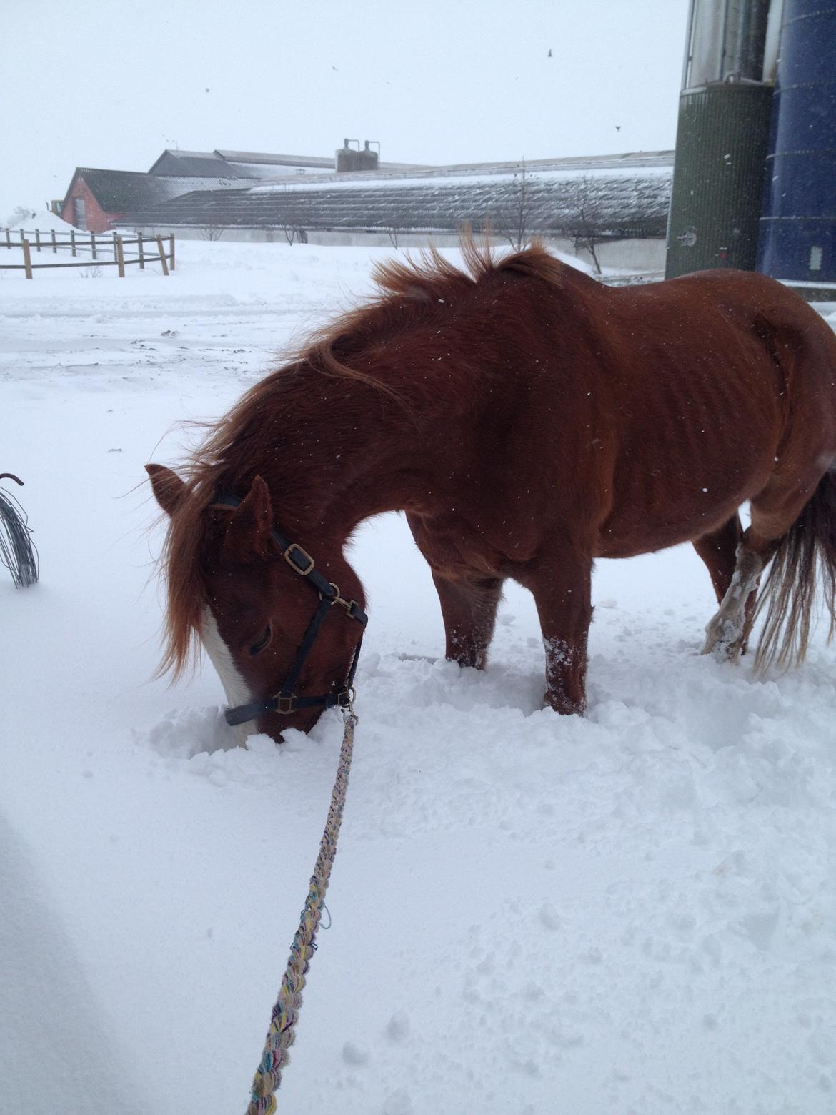 Anden særlig race Dreamer<3 billede 12