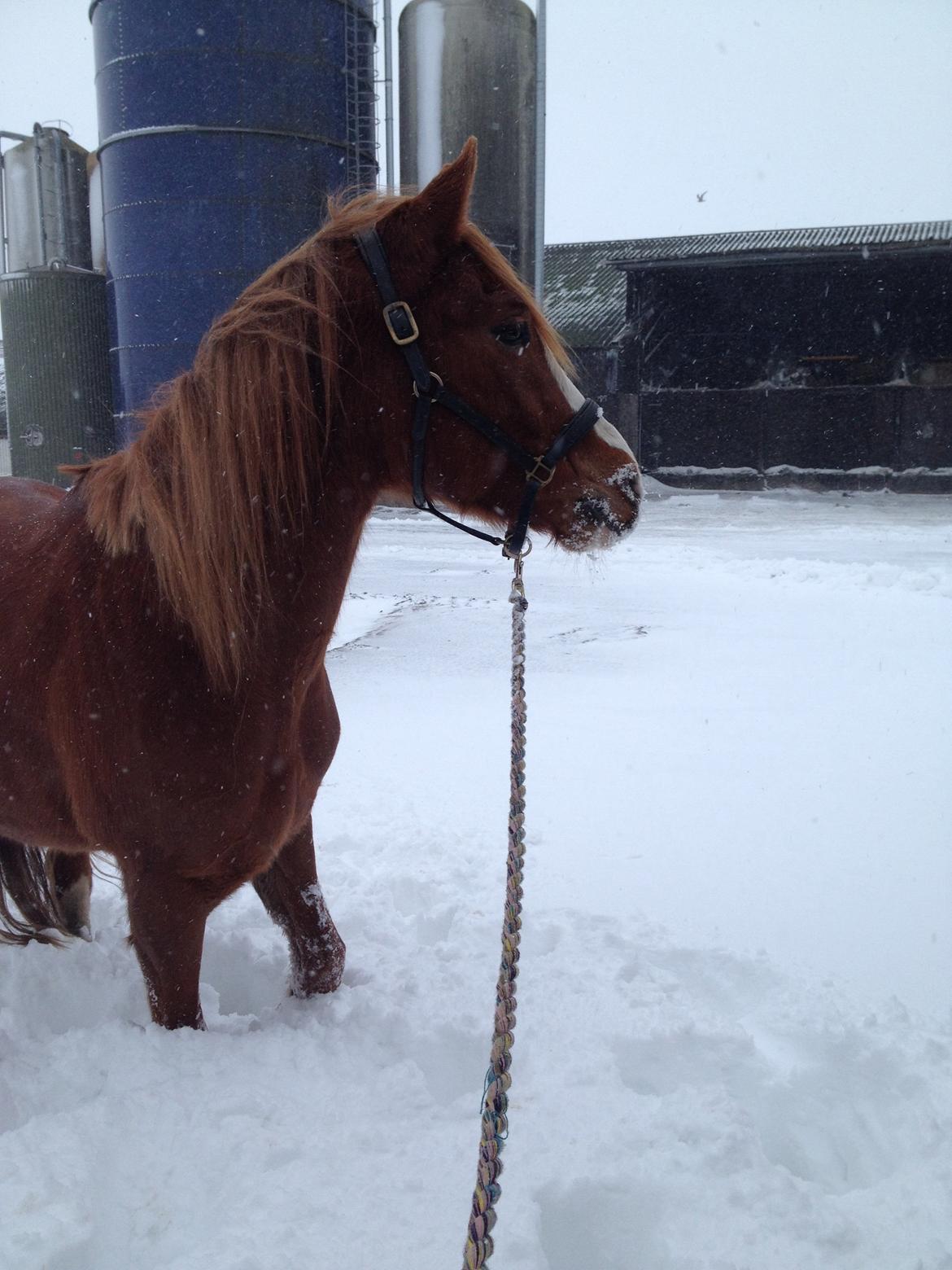 Anden særlig race Dreamer<3 billede 13