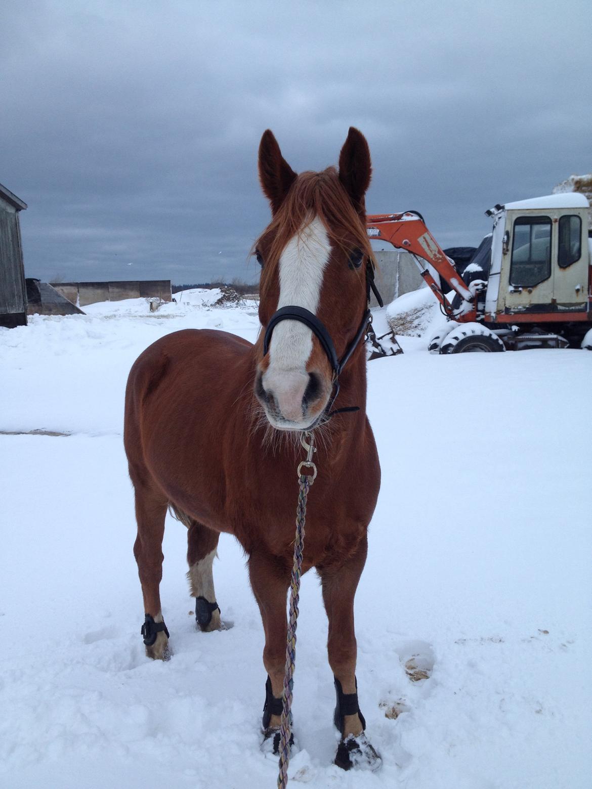 Anden særlig race Dreamer<3 billede 14