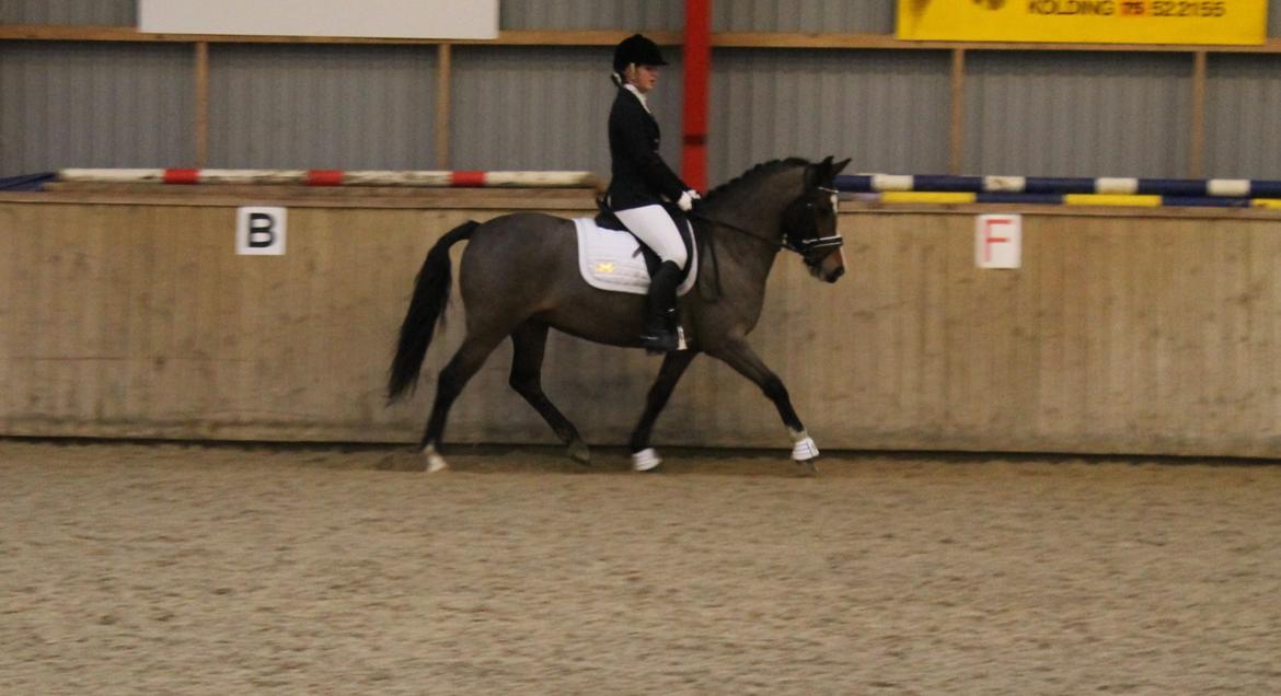 Anden særlig race Bonette - Vores første stævne sammen. 
EGR - LB1 - 64,19% - 18/1-2014 billede 3