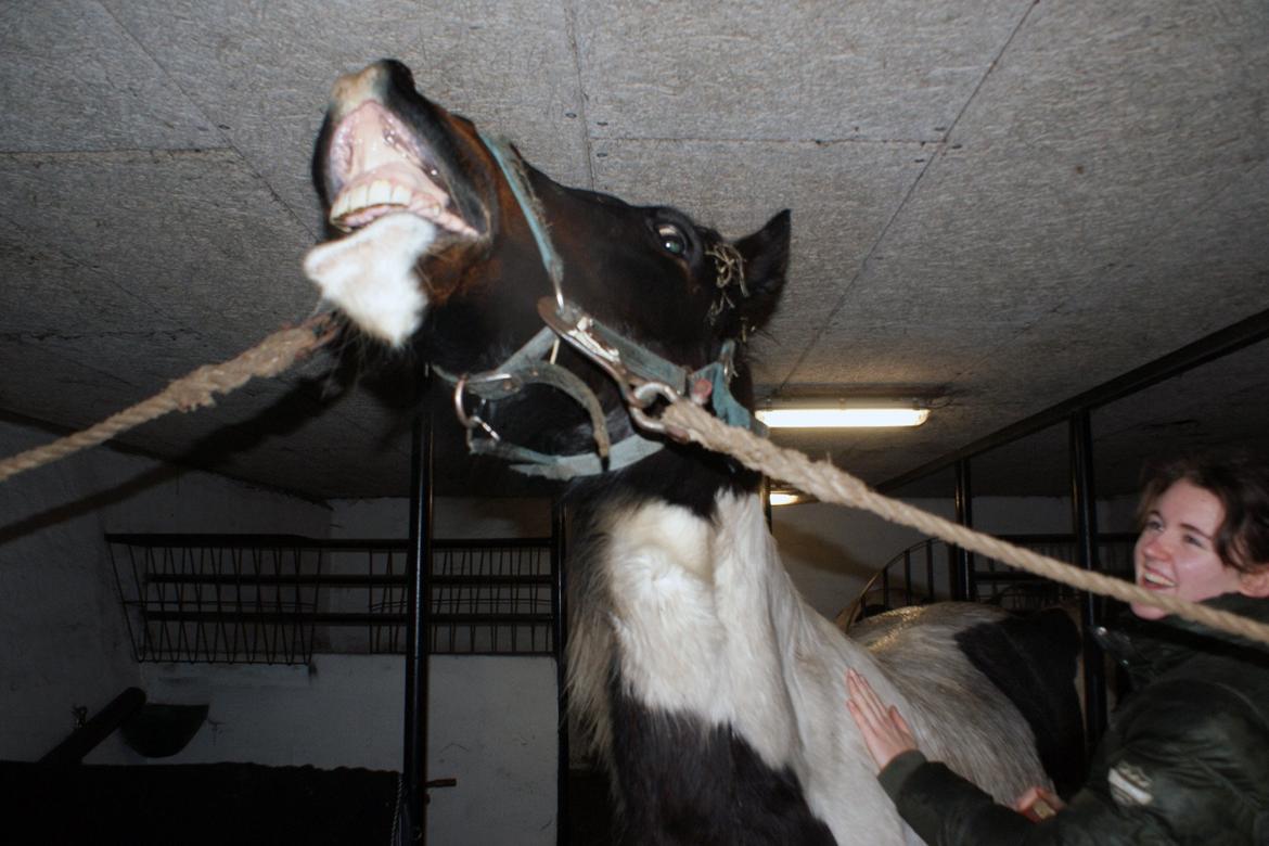 Anden særlig race Thor - Velkommen billede 2