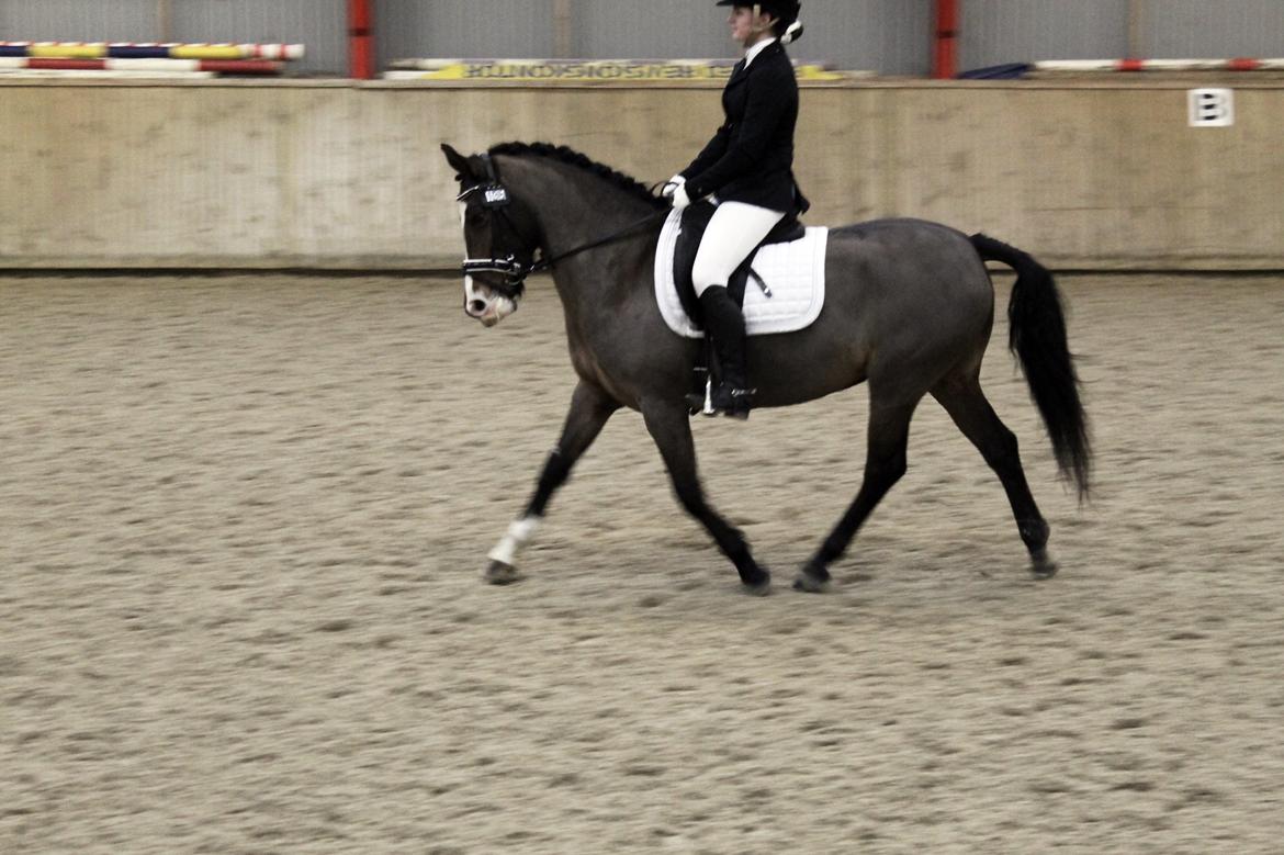 Anden særlig race Bonette - Vores første stævne sammen, andet ridt.
EGR - LA1 - 56,37% - 18/1-2014 billede 11