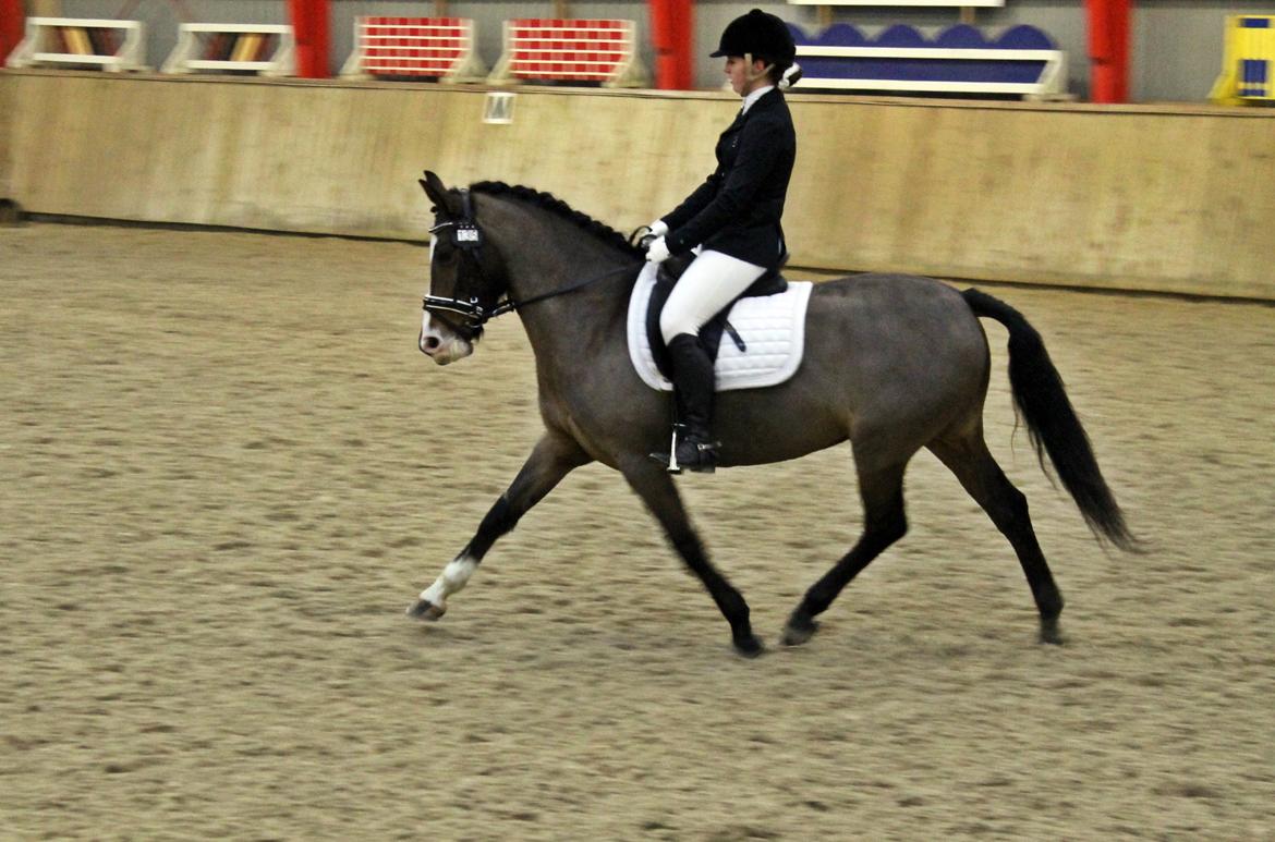 Anden særlig race Bonette - Øgning
LA1 - Egr - 18/1-2014 billede 8