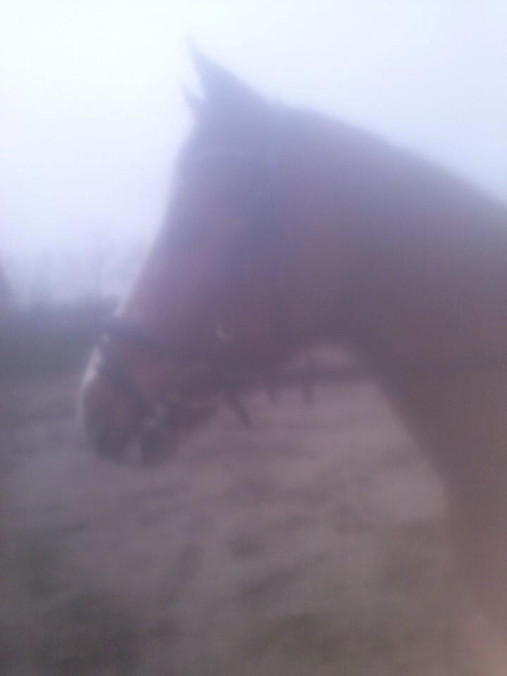 Anden særlig race Lions - Lør. d. 18/1-14<3 Rider på dressur banen uden for! :P Billed taget a Jennifer!<3 billede 13