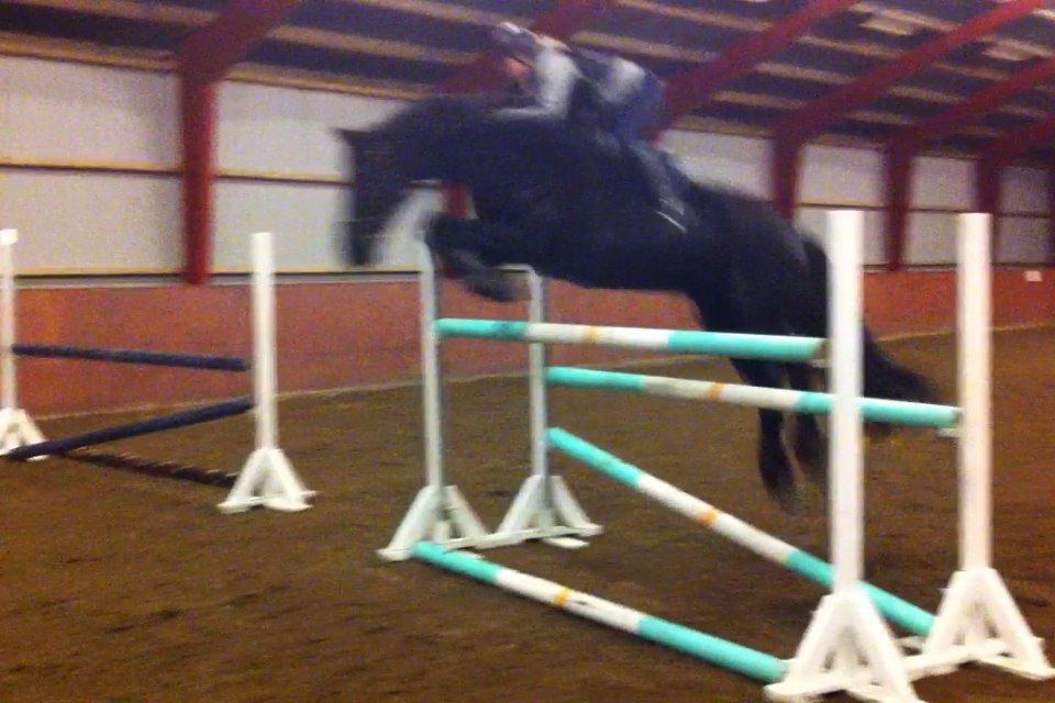 Frieser Zaffa AF Fugleholt (mors) - min søster og zaffa, over 135 cm  billede 2