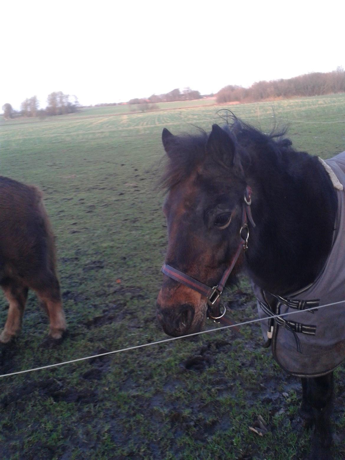 Dartmoor Sweet Jam - Sweet Jam <3 billede 9