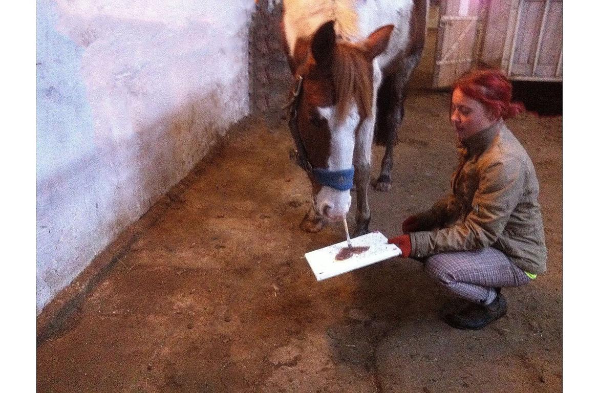 Pinto Indurain Delight - Den Brogede Skønhed billede 14