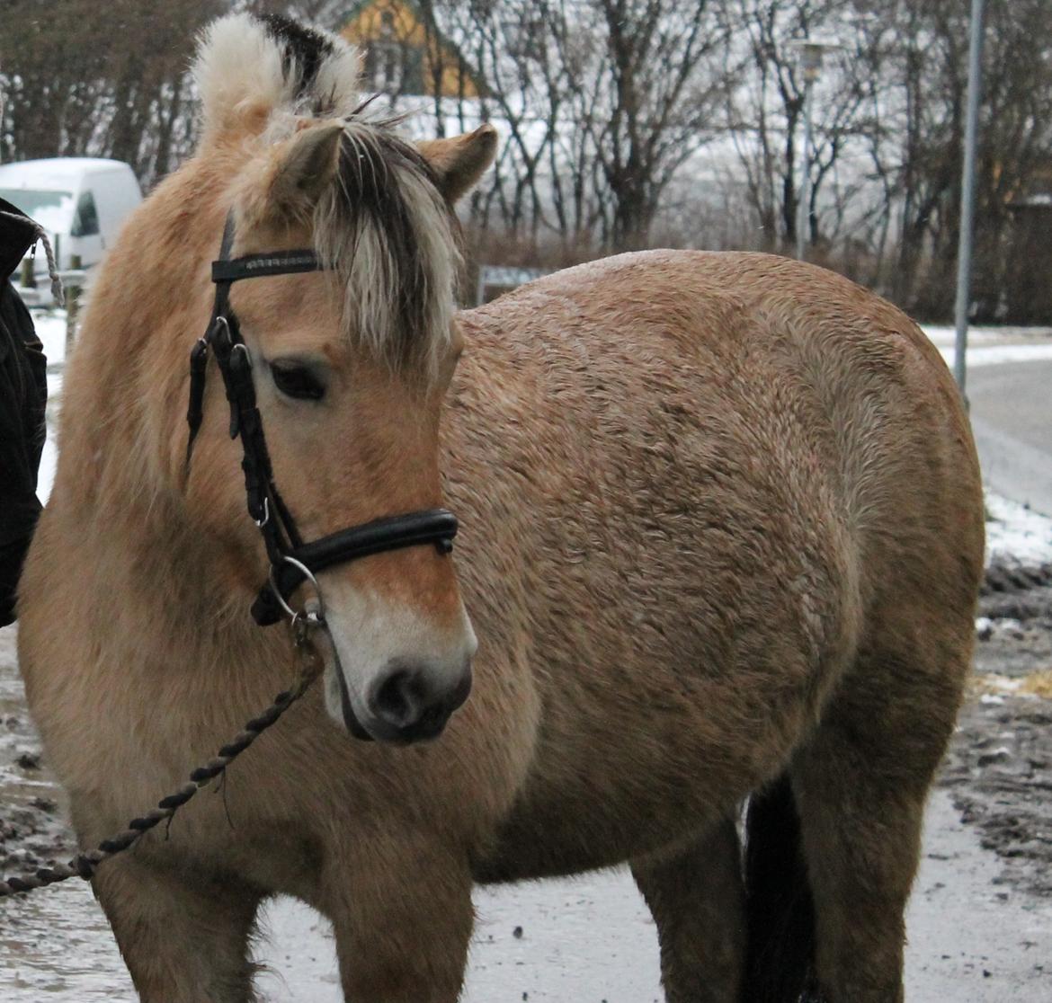 Fjordhest Hirse Stanstorp (tidl. passer) - sådan ser Hirse ud januar 2014 :)
Foto: Mig billede 15