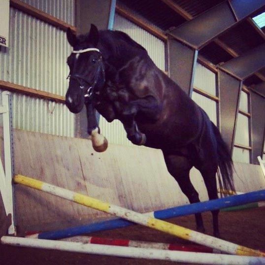 Dansk Varmblod Gørklintgårds Deena billede 13