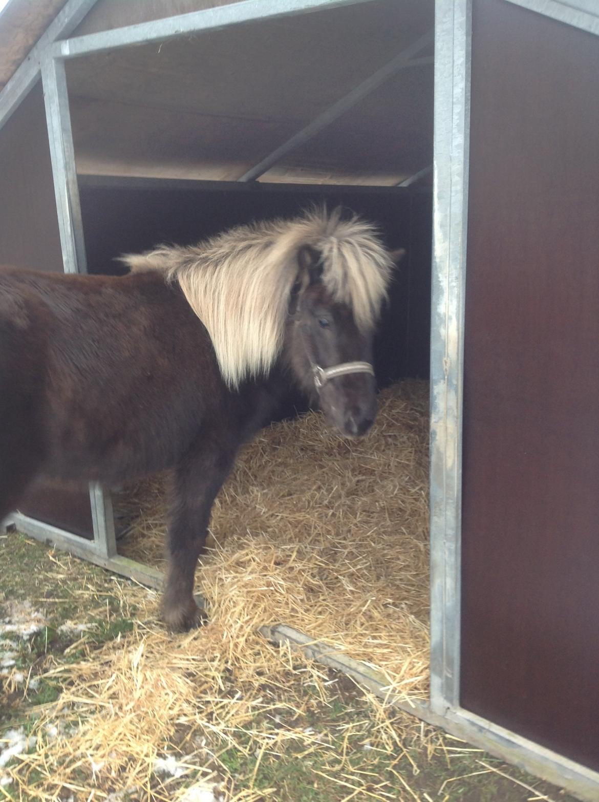 Islænder Eyja fra Vindinge **LILLE SØSTER** SOLGT - Første møde med sit nye hus :) billede 5