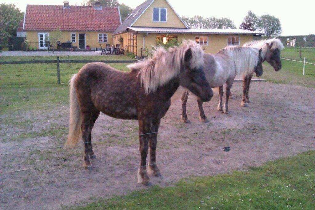 Islænder Eyja fra Vindinge **LILLE SØSTER** SOLGT - Ejya i sommer tøj,MUKASAK <3 billedet er fra gamle ejer. billede 7