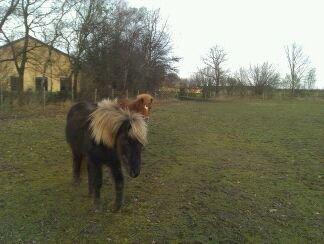 Islænder Eyja fra Vindinge **LILLE SØSTER** SOLGT - Lille baby pigen med sin lillebror, billedet er fra gamle ejer ;) billede 6