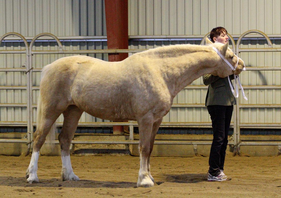 Welsh Cob (sec D) Rosalinde - Til M&M Christmas show 2013. Vandt sin klasse og blev 4 års champion billede 29