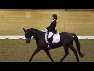 Dansk Varmblod Hanky Panky Firfod billede 39