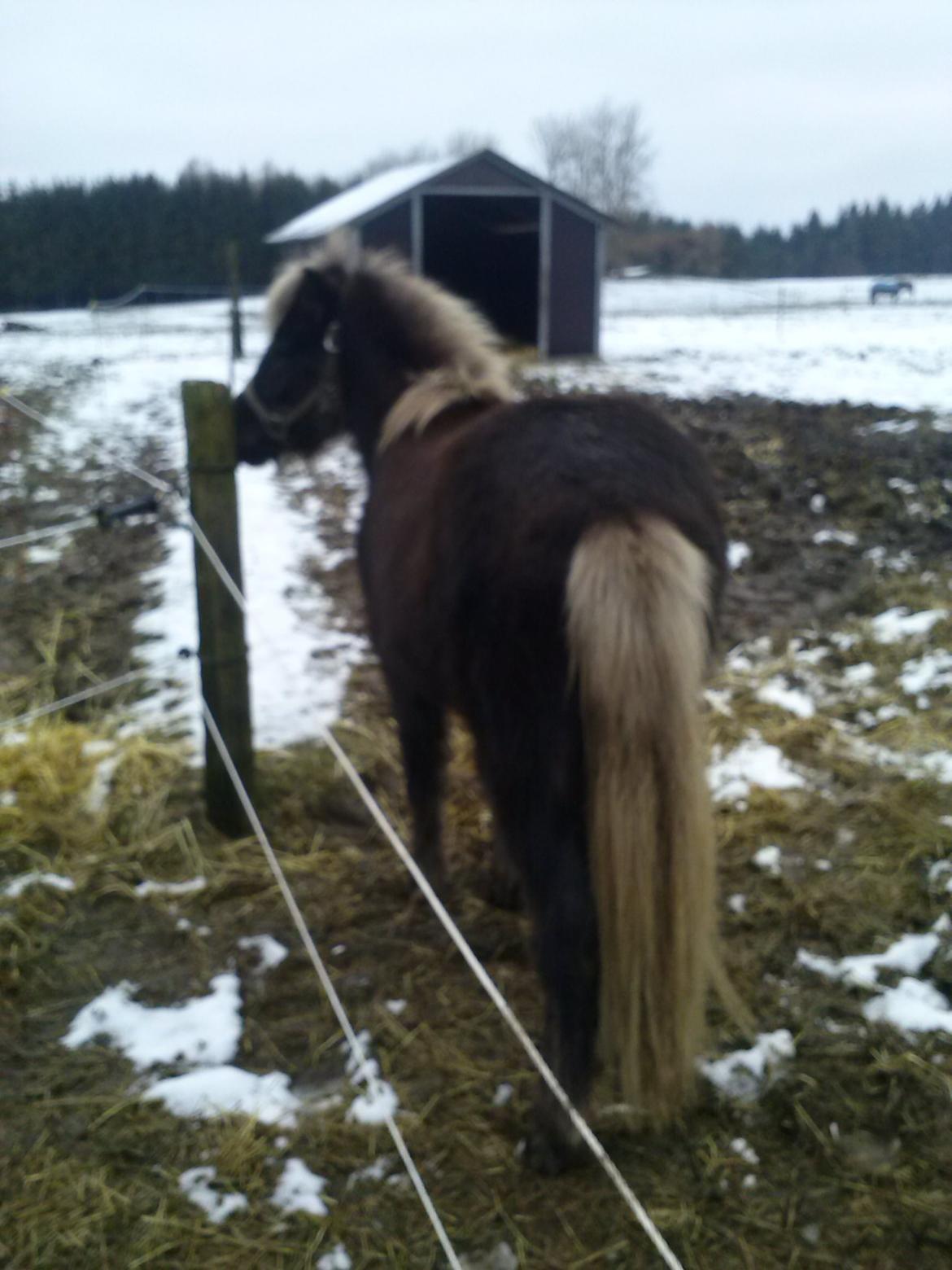 Islænder Eyja fra Vindinge **LILLE SØSTER** SOLGT - Hey nye venner på den anden side af hegnet :D billede 2