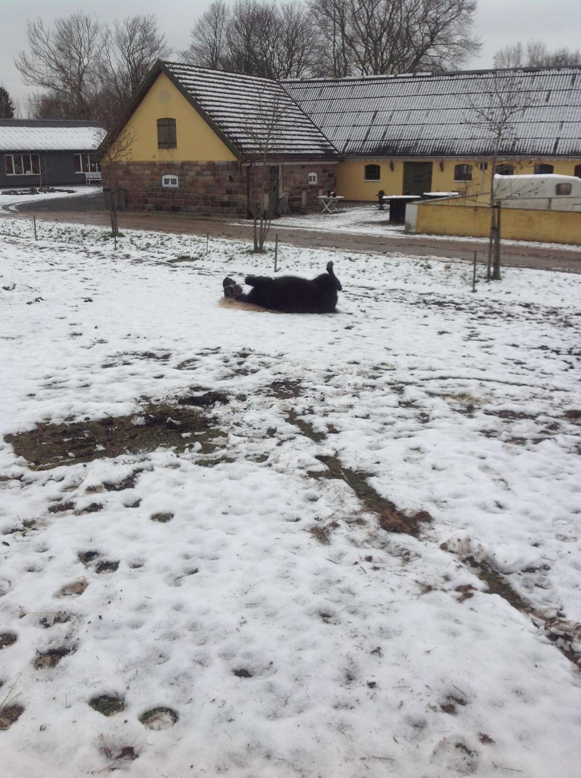 Islænder Eyja fra Vindinge **LILLE SØSTER** SOLGT - Jep en 1 efter ankomst skulle der rulles ;) billede 4