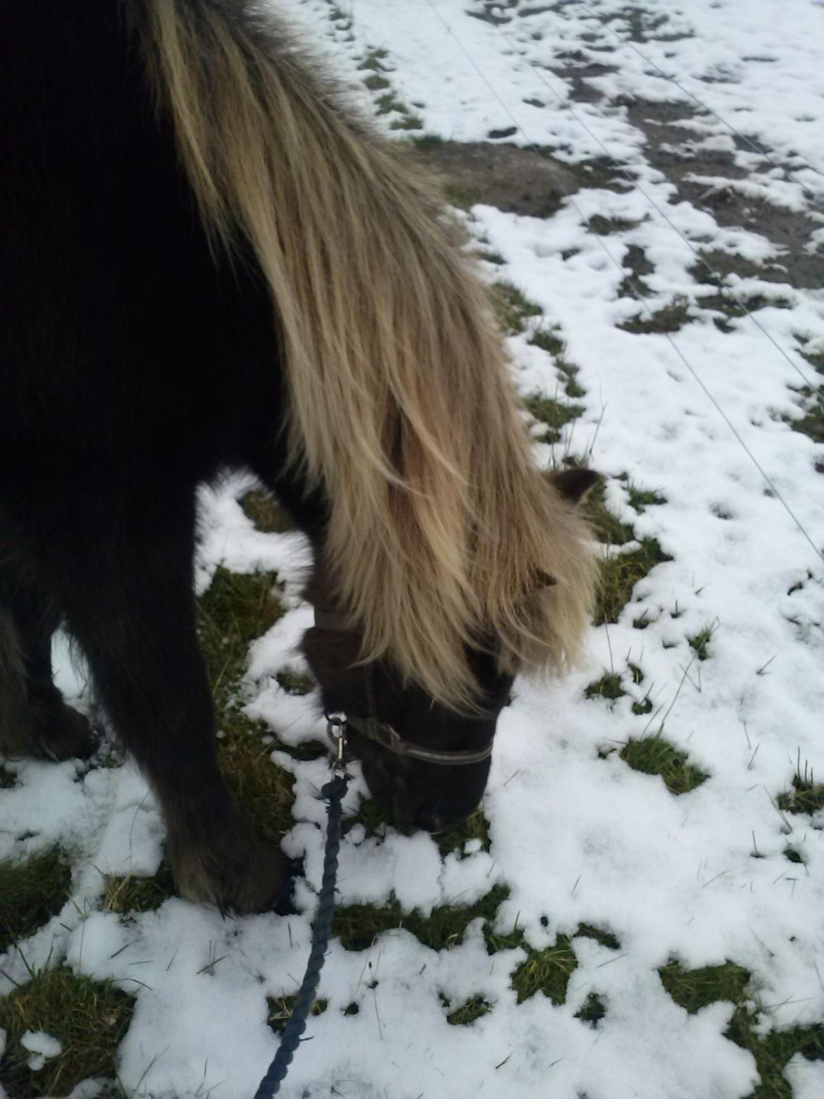 Islænder Eyja fra Vindinge **LILLE SØSTER** SOLGT - Åhhh lillesøster <3 billede 1