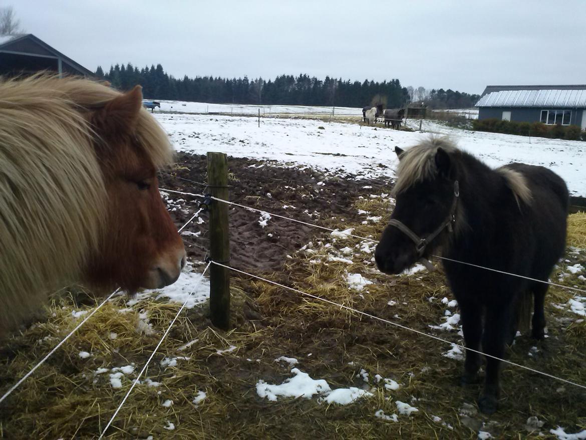 Islænder Eyja fra Vindinge **LILLE SØSTER** SOLGT - "min" store prinsesse, siger et forsigtigt hej til nuttede lillesøster <3 <3 <3 billede 3