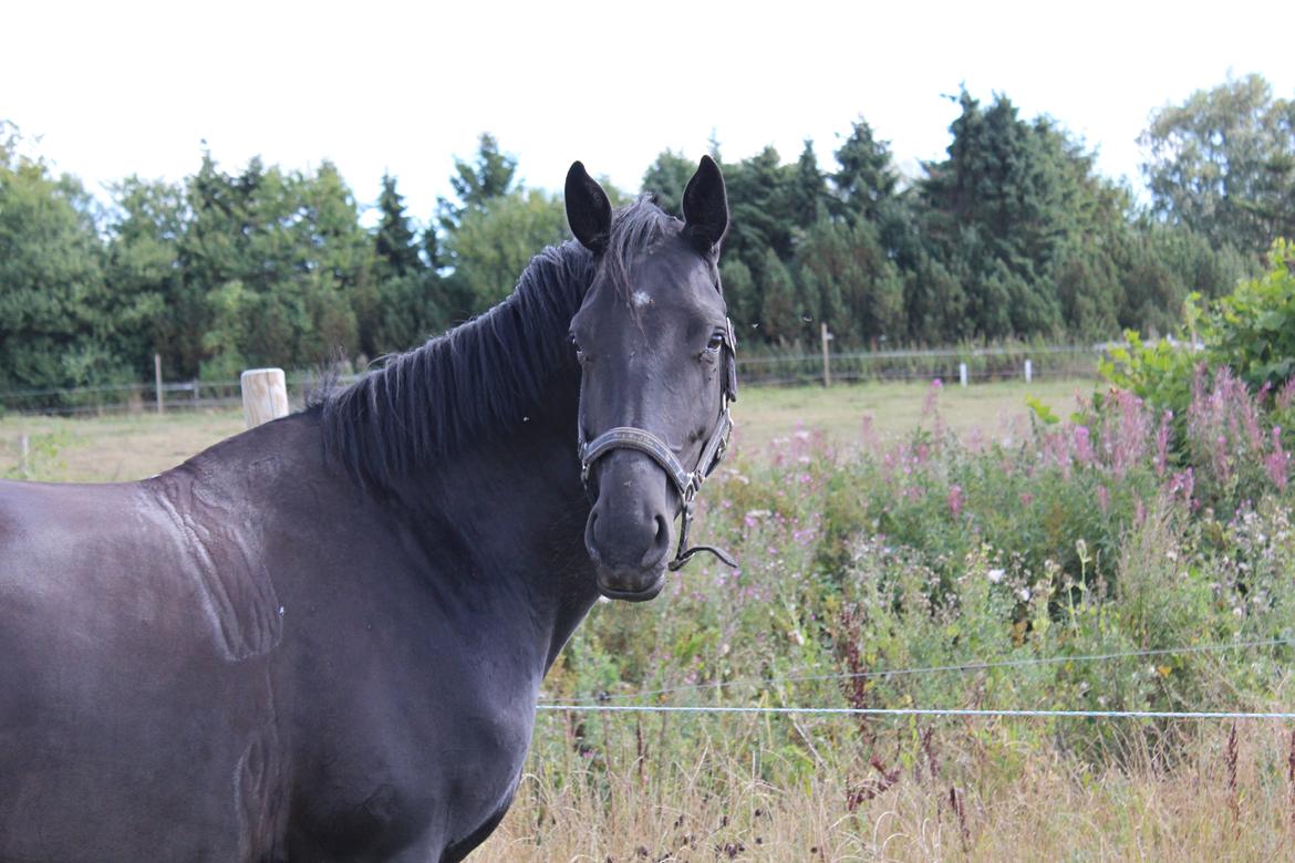 Dansk Varmblod Safir billede 38