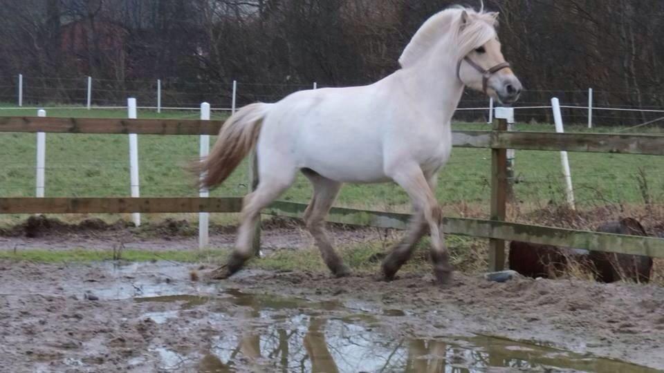 Fjordhest Pilegårdens Taurus (solgt) billede 9