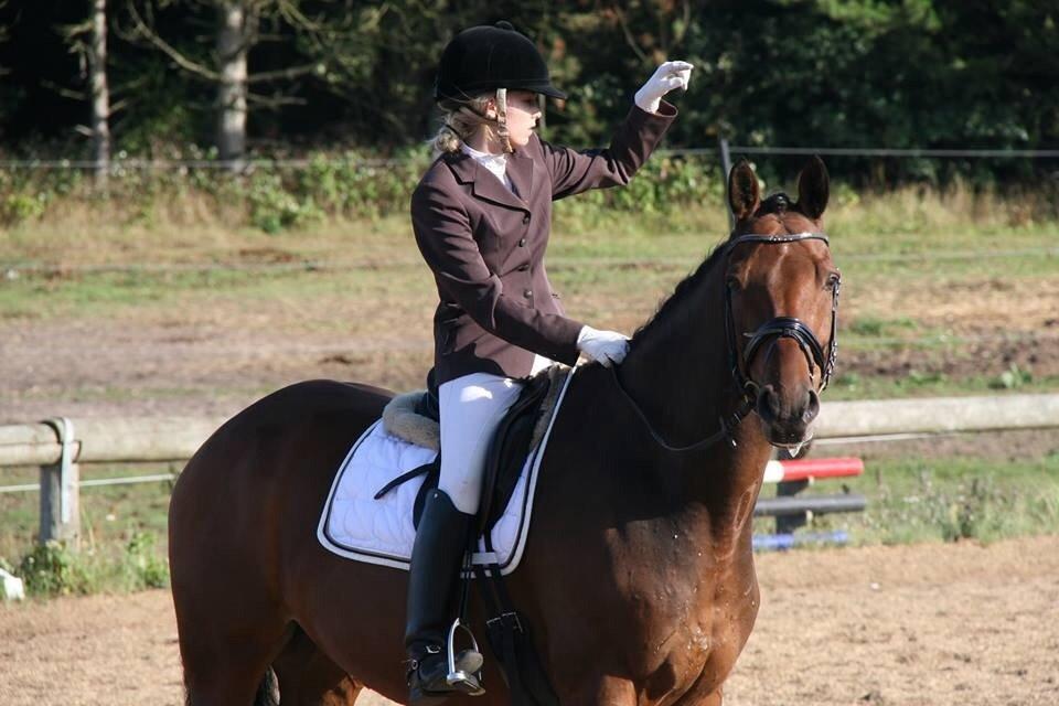 Svensk Varmblod Valdemar W billede 20