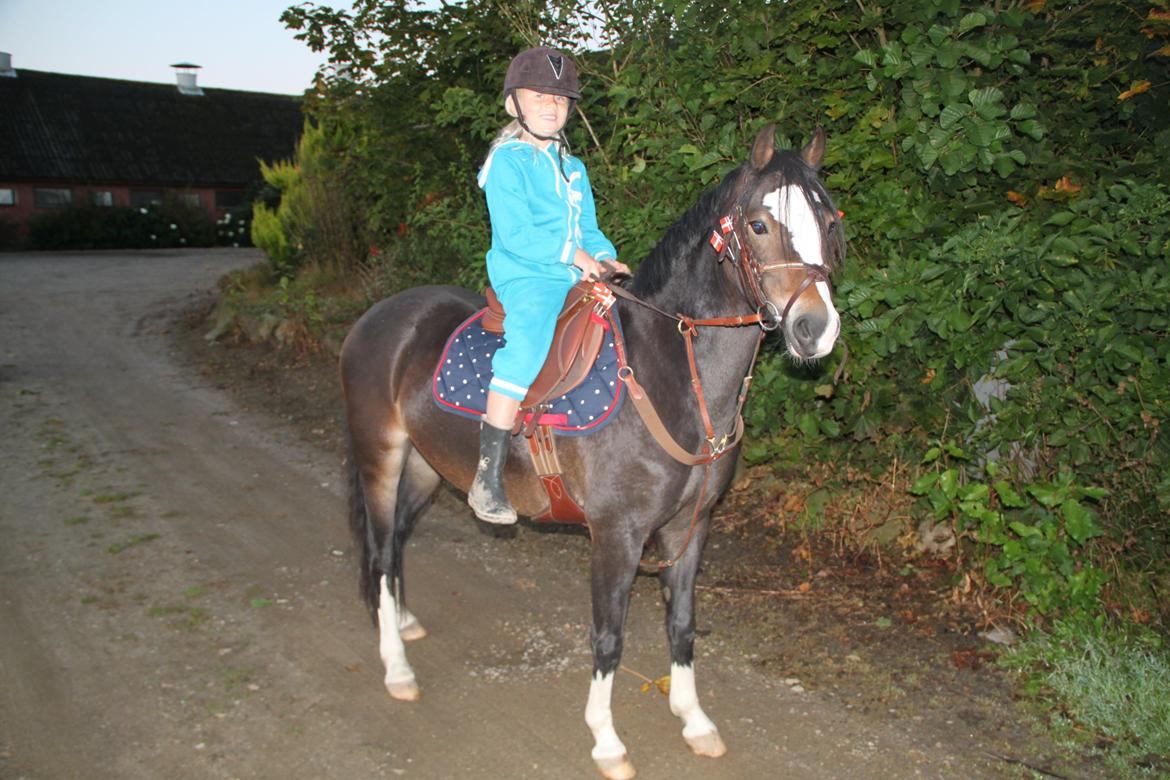 Welsh Pony (sec B) Bakkegaarden´s Chapain - chapain på min fødselsdag:) billede 16