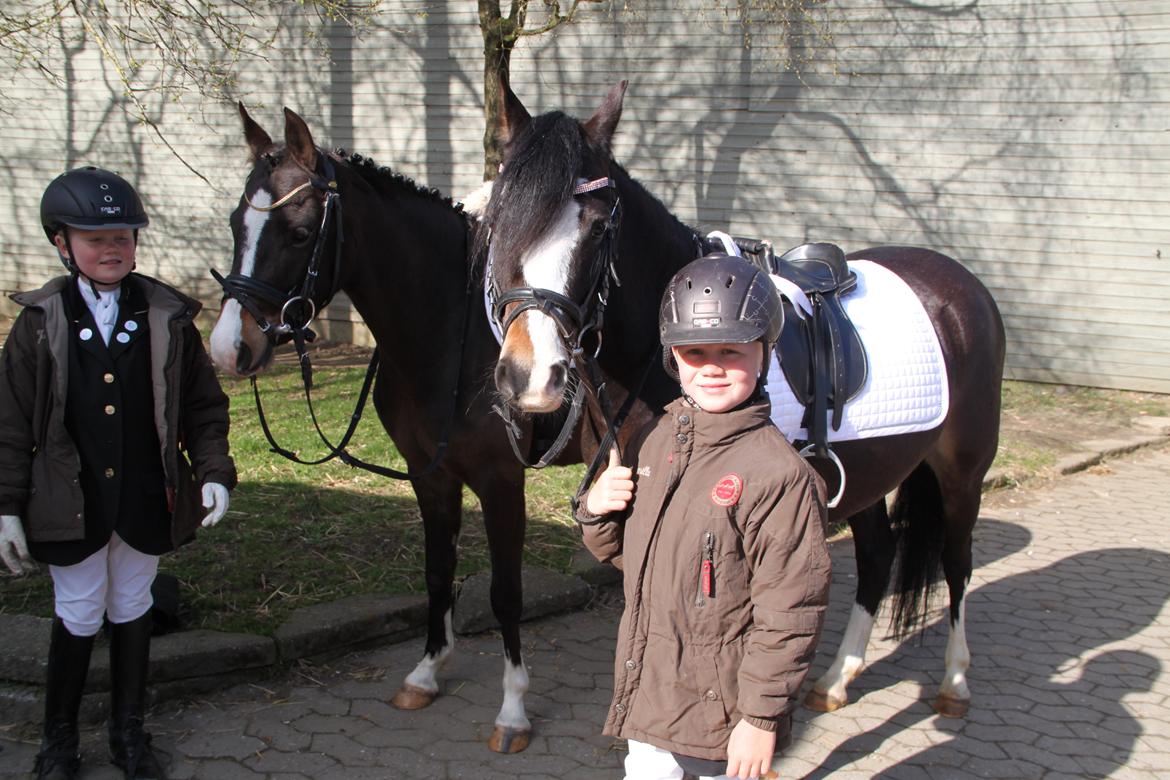 Welsh Pony (sec B) Bakkegaarden´s Chapain - smukke billede 17