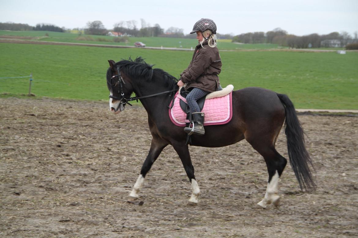 Welsh Pony (sec B) Bakkegaarden´s Chapain - dressur:):) billede 18