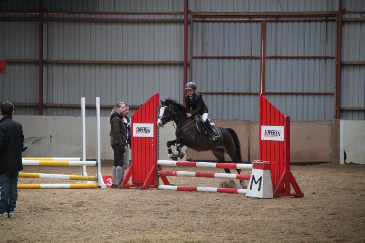 Welsh Pony (sec B) Bakkegaarden´s Chapain - jaaaaa¨¨:):) billede 19