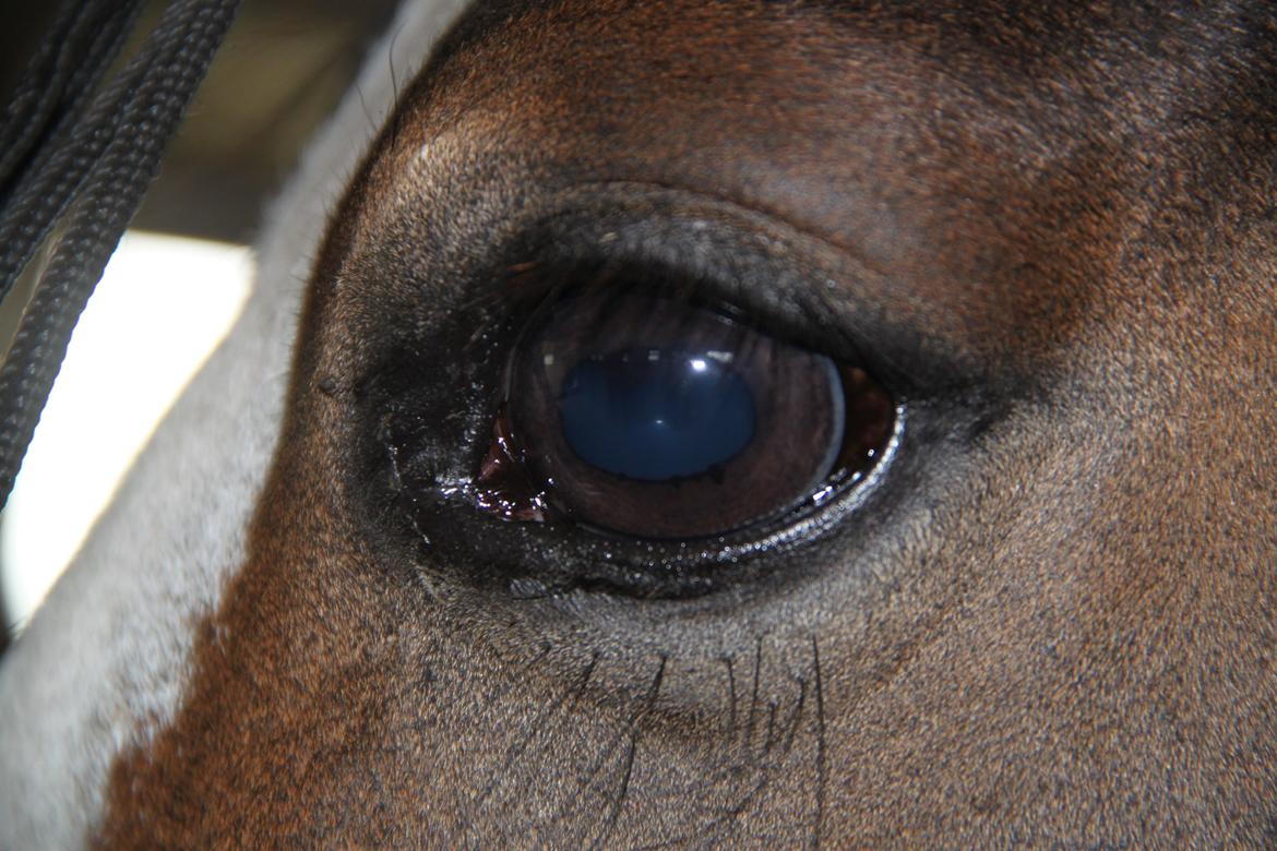 Welsh Pony (sec B) Bakkegaarden´s Chapain - chapain,s smukke øje billede 20