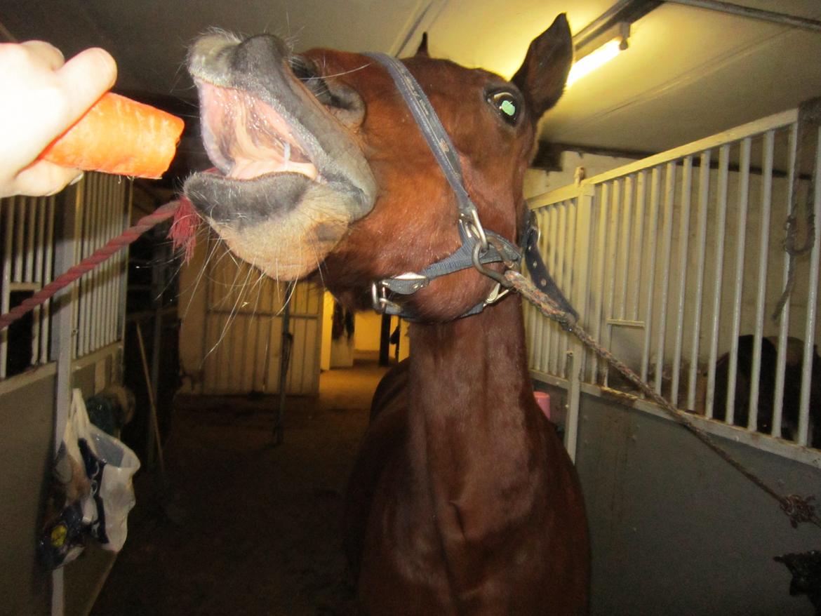 Traver Alex GT  hvil i fred <3 - xD billede 22