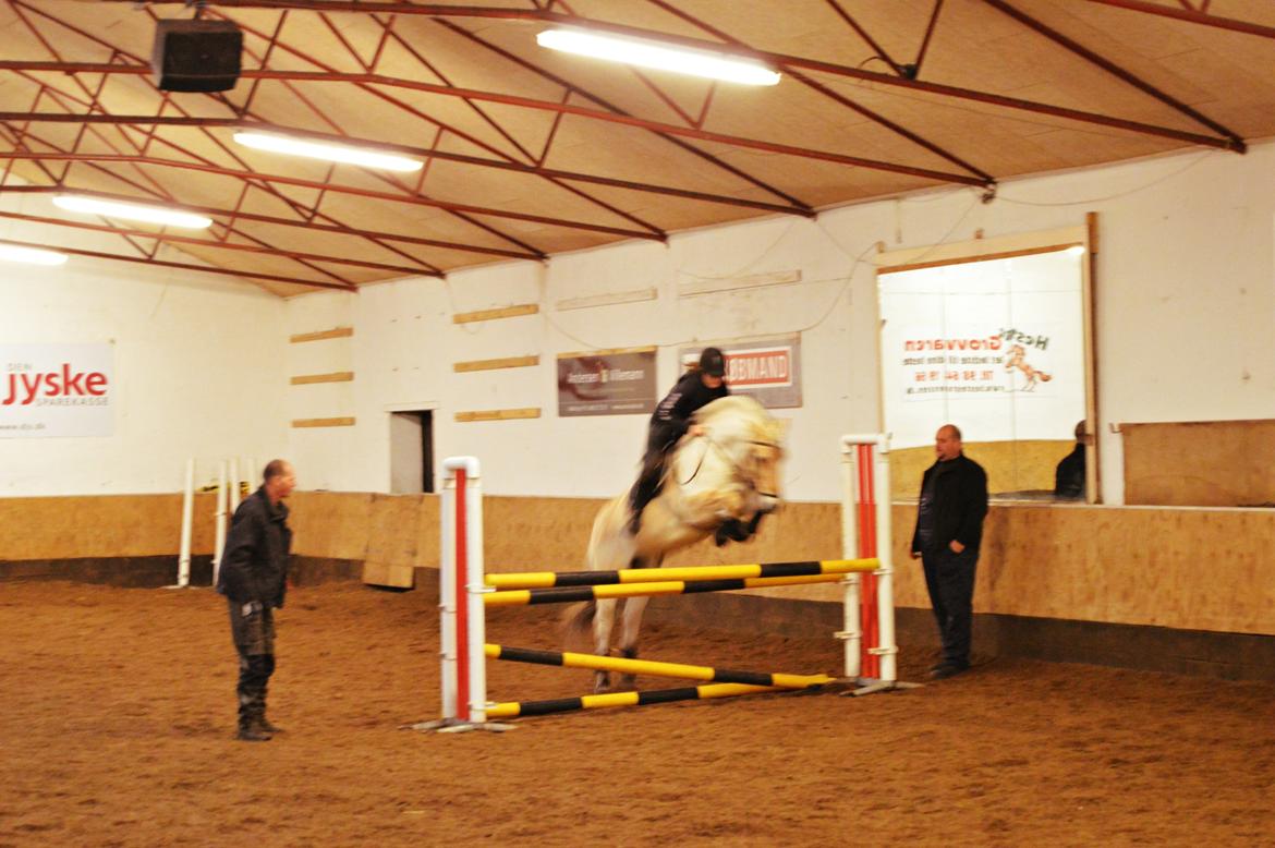 Fjordhest Ota Bøgely (ota solgryn)<33 - 100 til sponserespringning <33 det klarer han nemt!! undskyld kvalitet men i kender jo kvalitet i et ridehusXD billede 1