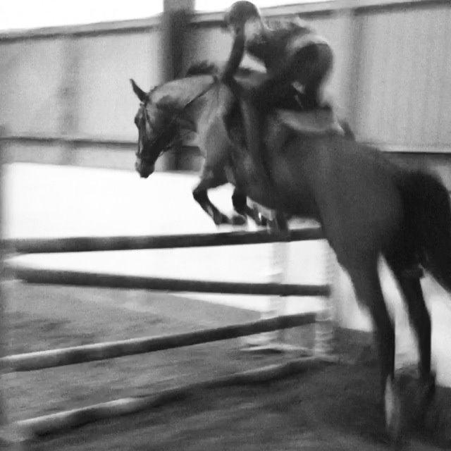 Trakehner Nynette Brodam billede 4