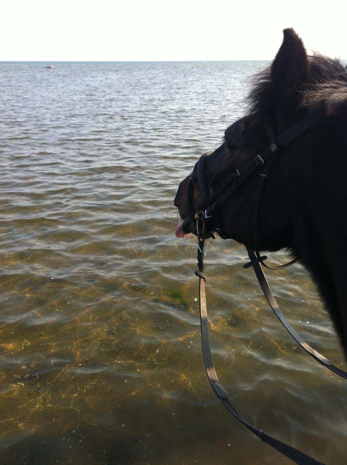 Oldenborg Latus Hjortelund billede 9