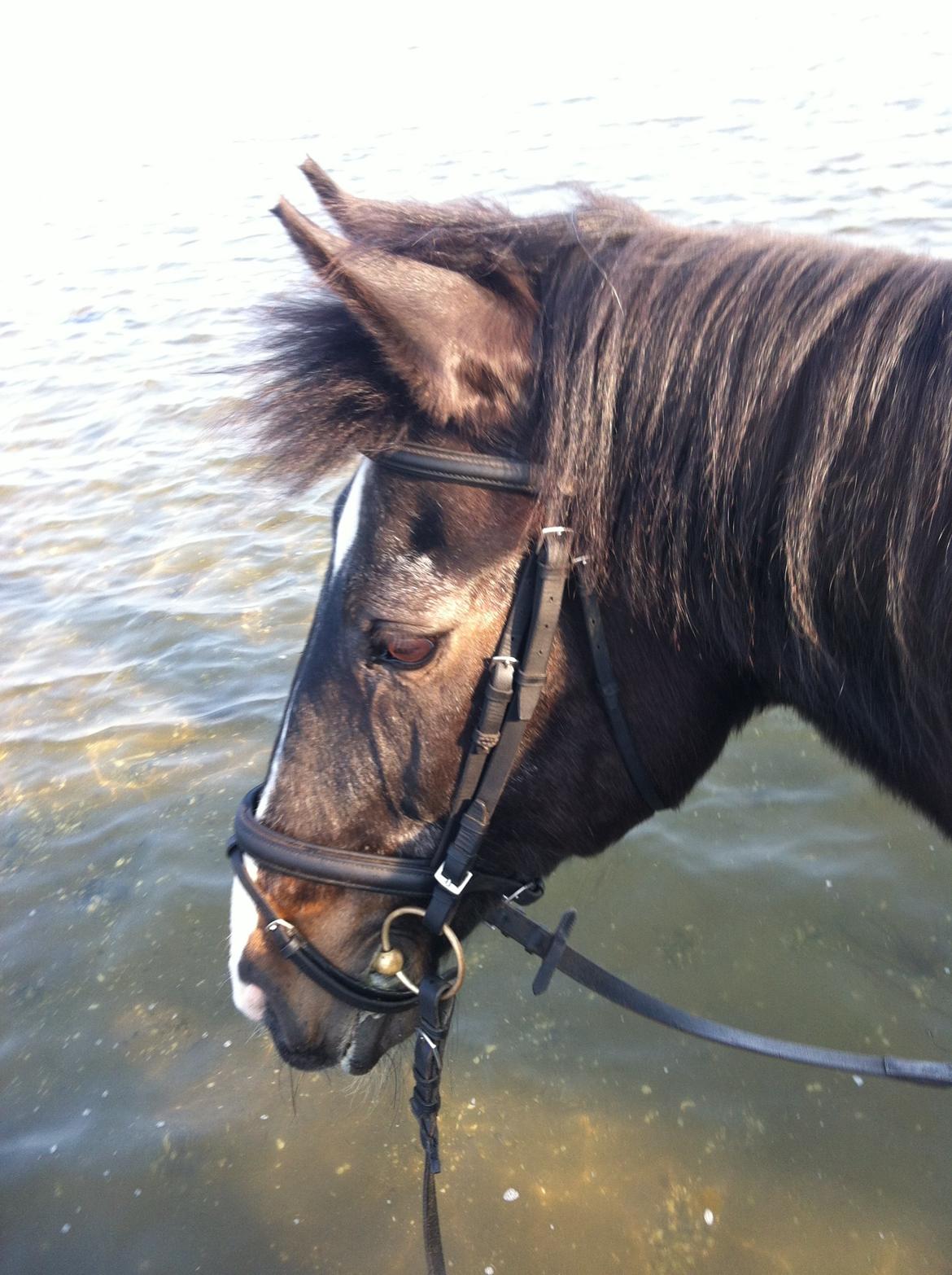 Oldenborg Latus Hjortelund billede 10