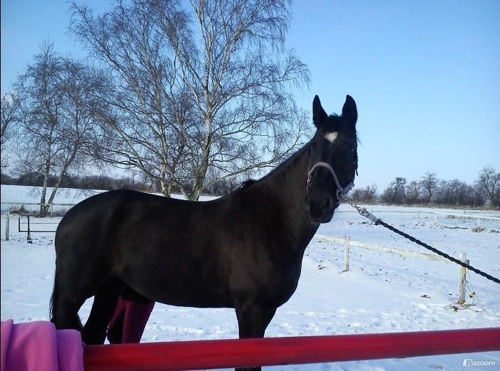 Hollandsk Varmblod Wilma *Solgt-savnet* billede 3