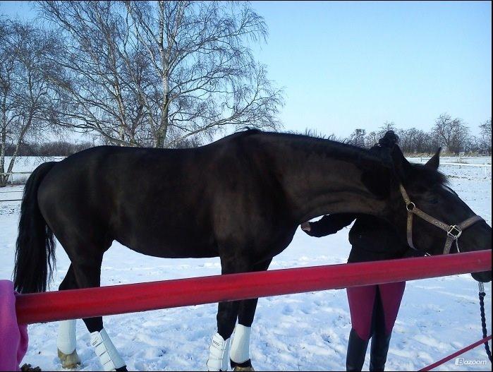 Hollandsk Varmblod Wilma *Solgt-savnet* billede 4