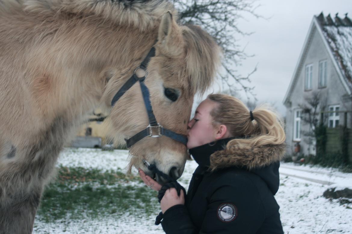 Fjordhest Rolighedens Lupin billede 16