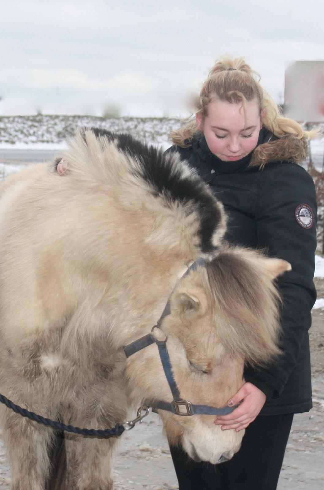 Fjordhest Rolighedens Lupin billede 17