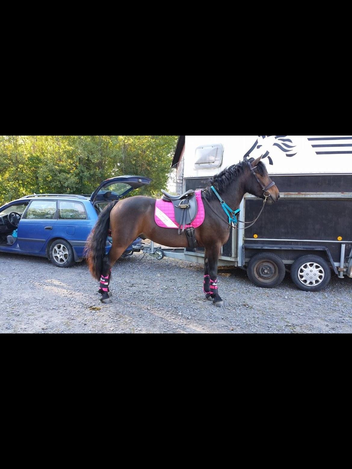 Anden særlig race Dumle<3  billede 8