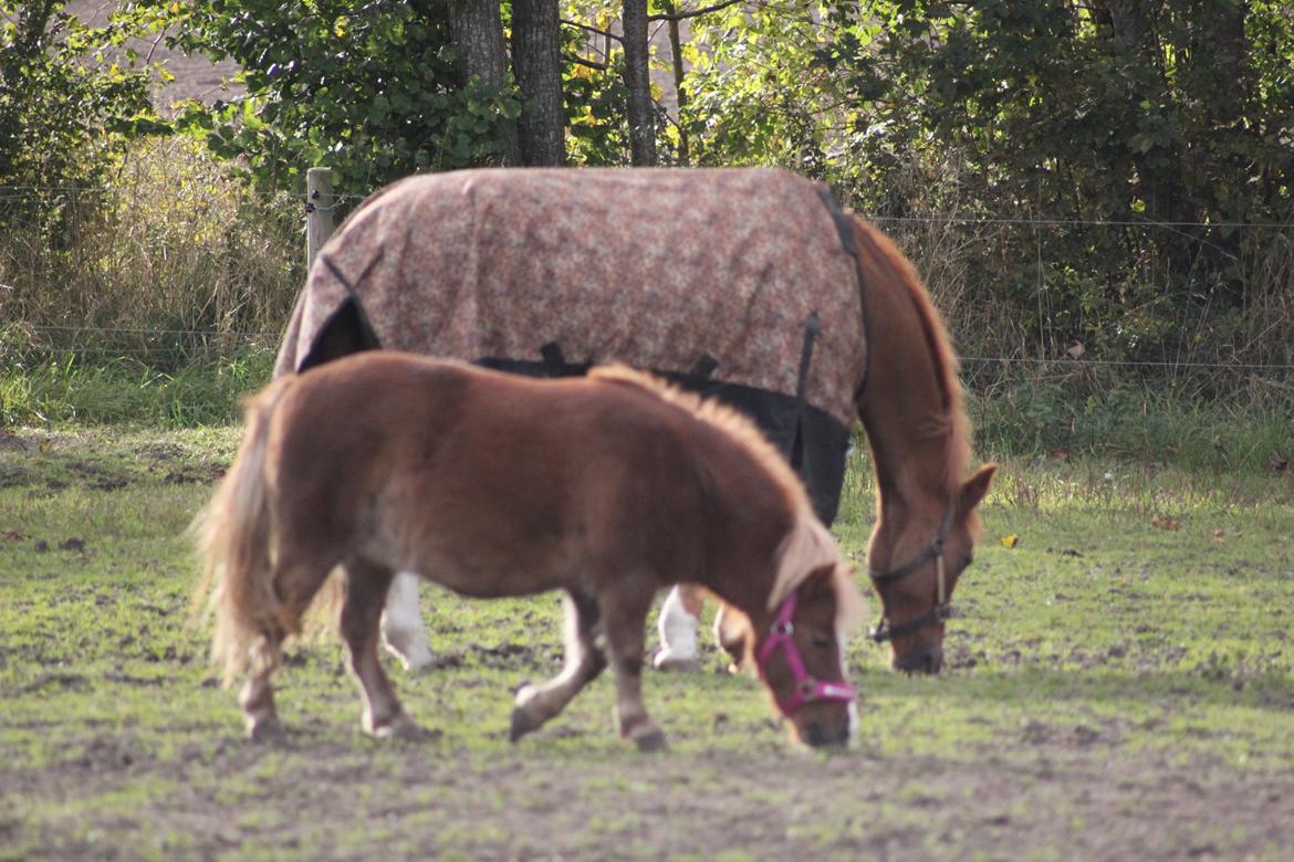 Shetlænder Tornerose billede 3