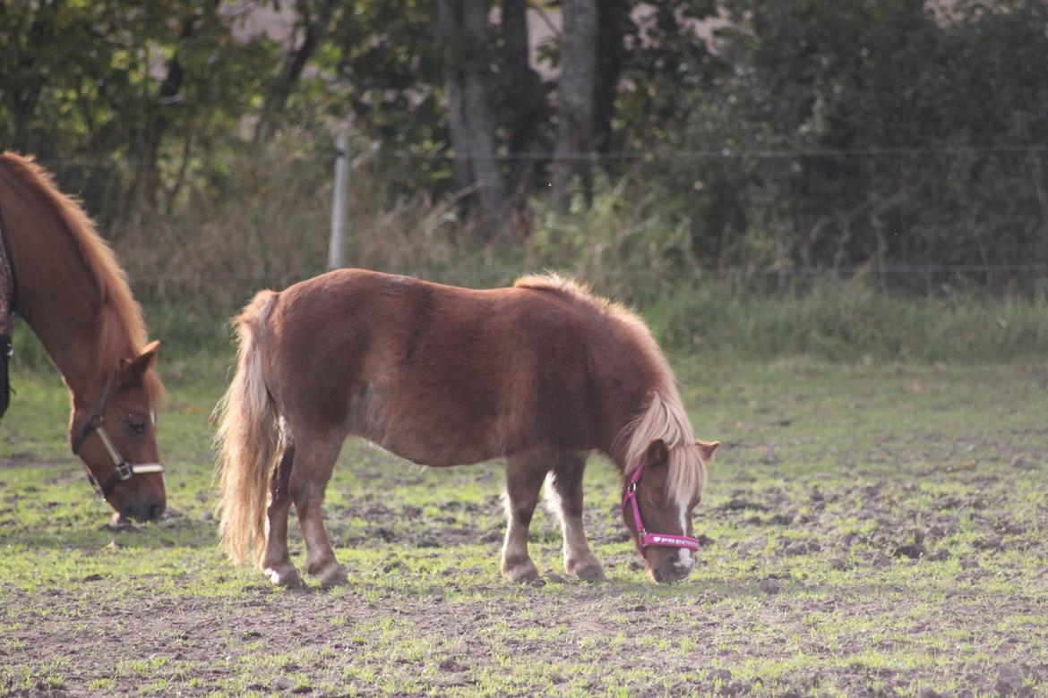 Shetlænder Tornerose billede 2