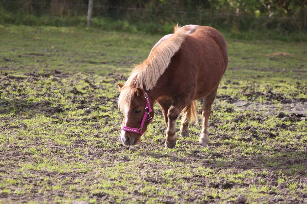 Shetlænder Tornerose billede 4