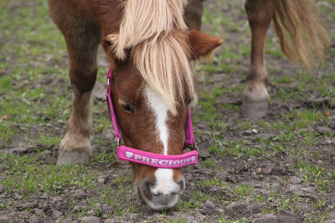Shetlænder Tornerose -  Velkomme til Torneroses profil <33  billede 1
