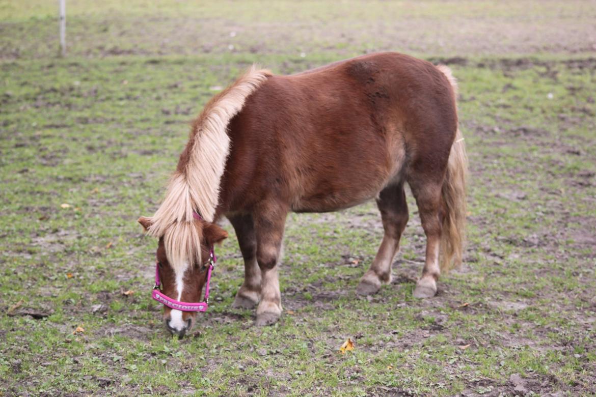 Shetlænder Tornerose billede 5