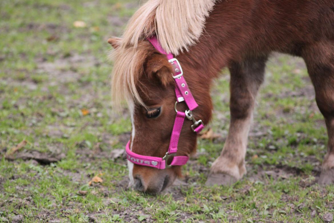 Shetlænder Tornerose - Rose <33 billede 6