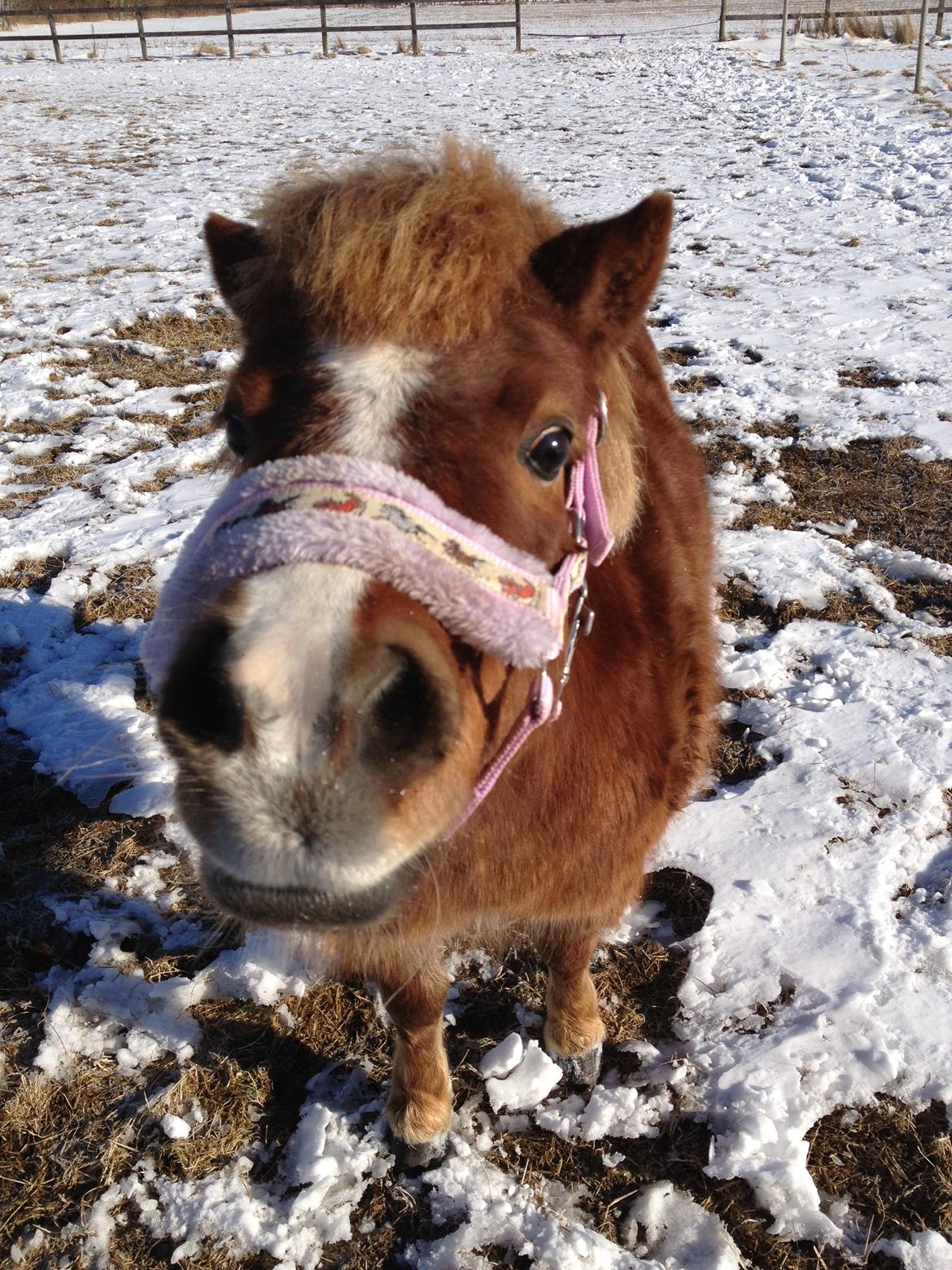 Shetlænder Tornerose billede 7