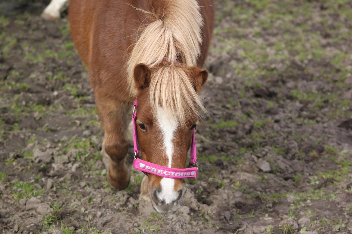 Shetlænder Tornerose billede 8